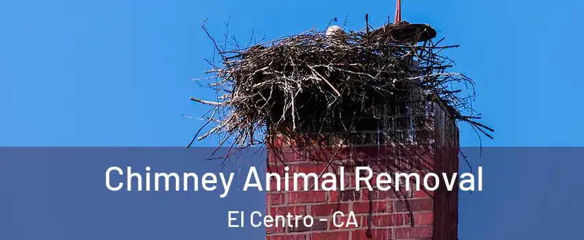 Chimney Animal Removal El Centro - CA
