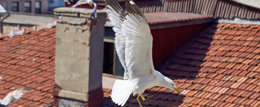 Residential Chimney Animal Removal Solution in El Centro, CA