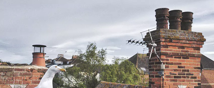 Chimney Cleaning And Restoration in El Centro, California